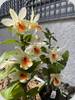 Den. Christy Dawn Shang Guest AM/AOS